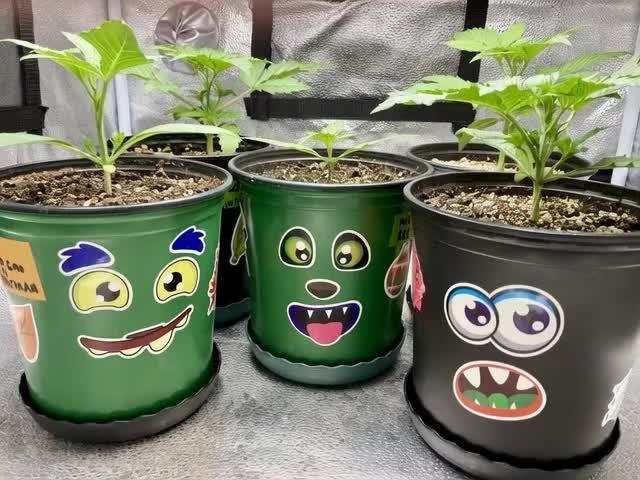 🍒🥤🍌🍆🥊🍑🧐👰♀️