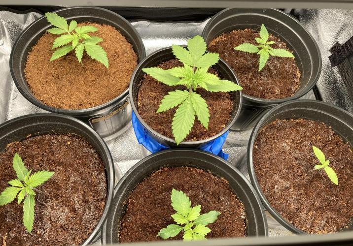 🥊🥧🍧🐐☕️🐓🔩🍌. Week 3 - 12/28 4am