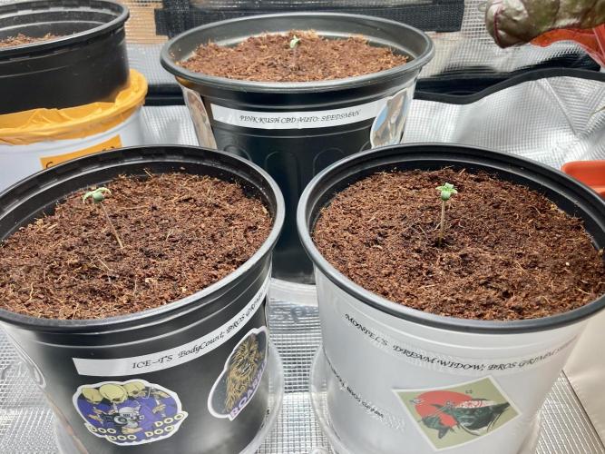 Montel tragic rise fall of Jar Jar Binks. Week 2 - Pink Kush back Ice tea Montell Williams