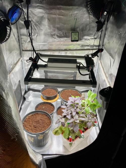 Montel tragic rise fall of Jar Jar Binks. Week 2 - 12/29 12am