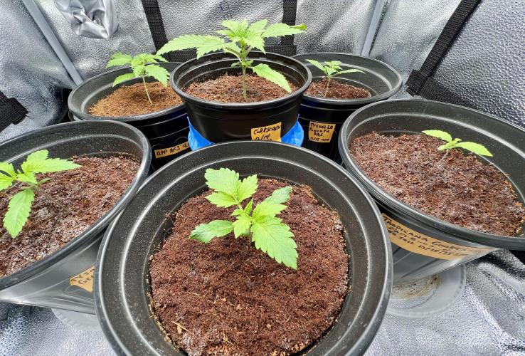 🥊🥧🍧🐐☕️🐓🔩🍌. Week 4 - 12/29 12AM