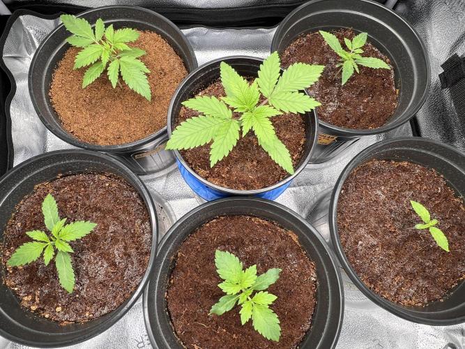 🥊🥧🍧🐐☕️🐓🔩🍌. Week 4 - 12/29 12AM