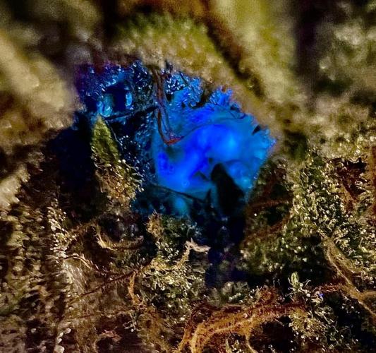 🥊🥧🍧🐐☕️🐓🔩🍌. Week 4 - not AI or computer effects its real.