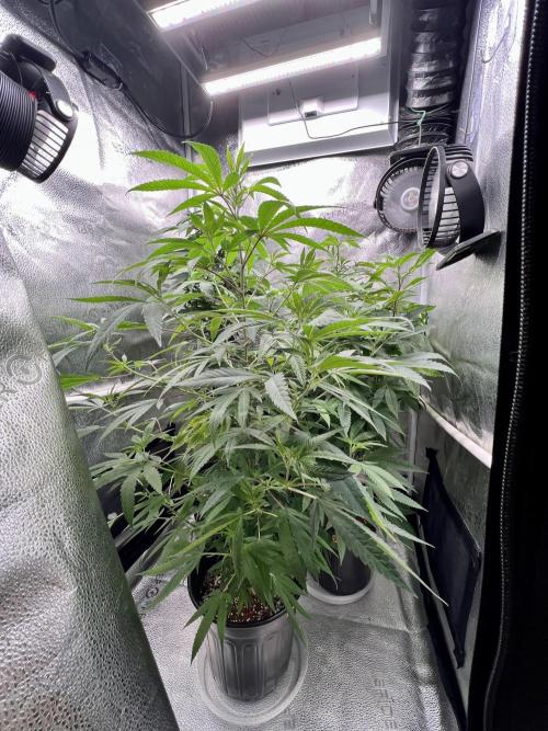 Montel tragic rise fall of Jar Jar Binks. Week 2 - 1/2 1:29 AM