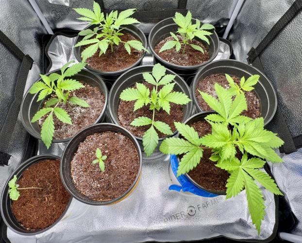 🥊🥧🍧🐐☕️🐓🔩🍌. Week 4 - 1/2/26 1:30 AM