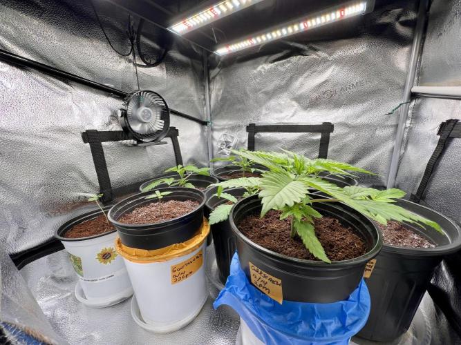 🥊🥧🍧🐐☕️🐓🔩🍌. Week 4 - 1/2/26 1:30 AM