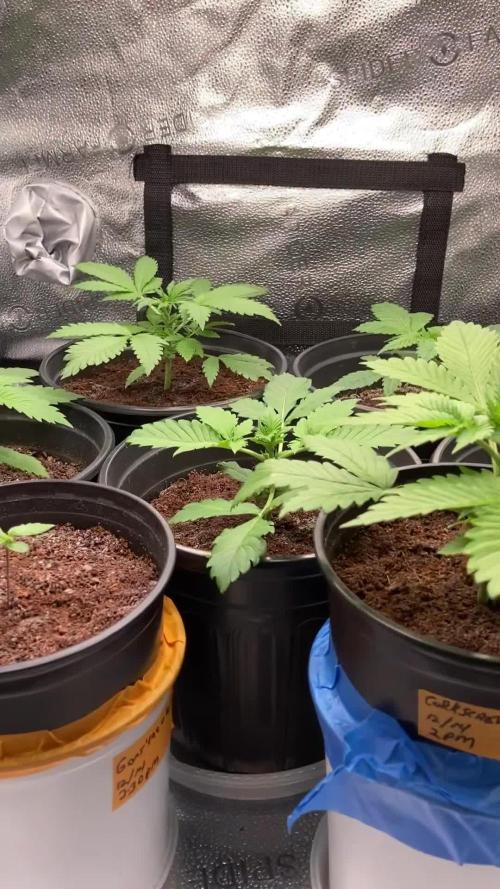 🥊🥧🍧🐐☕️🐓🔩🍌