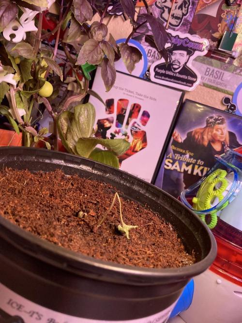 Montel tragic rise fall of Jar Jar Binks. Week 3 - They refused to grow for me because I’m white. This is clearly racism.