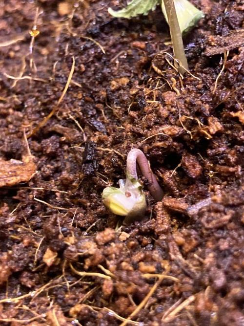 Montel tragic rise fall of Jar Jar Binks. Week 3