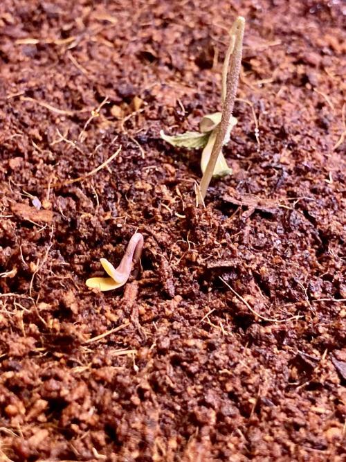 Montel tragic rise fall of Jar Jar Binks. Week 3 - This is someone else’s fault. I blame the blacks.