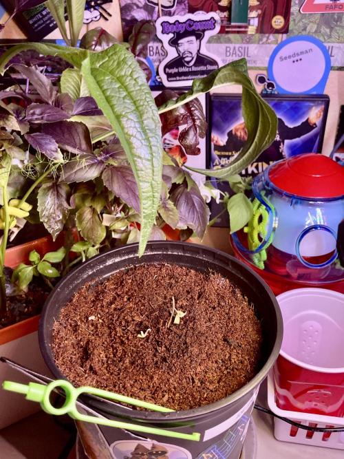 Montel tragic rise fall of Jar Jar Binks. Week 3