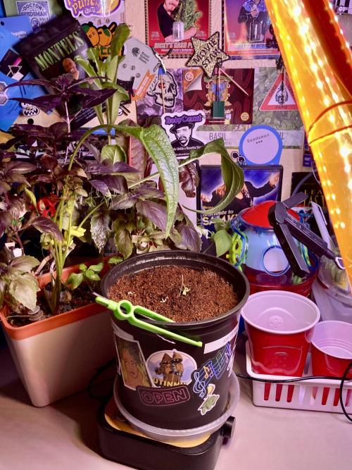 Montel tragic rise fall of Jar Jar Binks. Week 3 - Starting over starting now, isn’t it pretty?