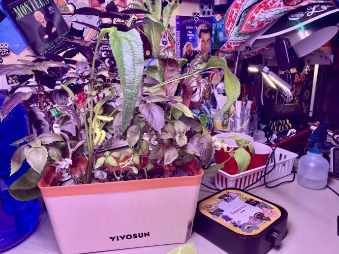 Montel tragic rise fall of Jar Jar Binks. Week 3 - 1/4/26 1:40 AM