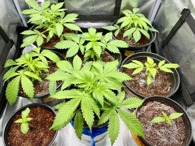 🥊🥧🍧🐐☕️🐓🔩🍌. Week 5 - 1/5/26 12 AM