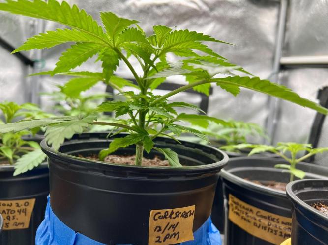 🥊🥧🍧🐐☕️🐓🔩🍌. Week 5 - 1/5 12 AM