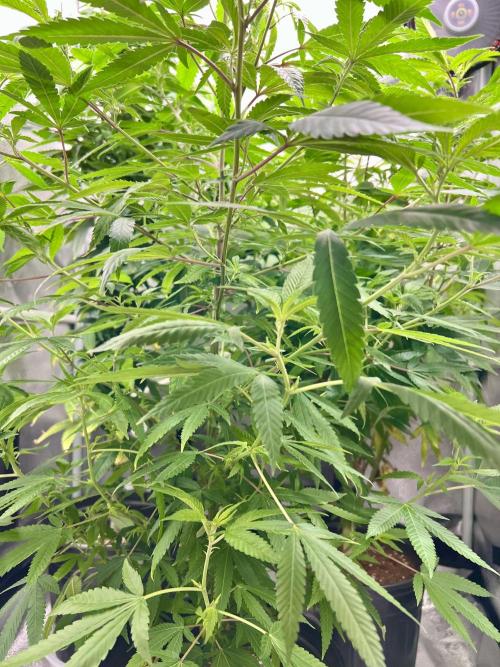 Montel tragic rise fall of Jar Jar Binks. Week 3 - 1/5:12 AM 