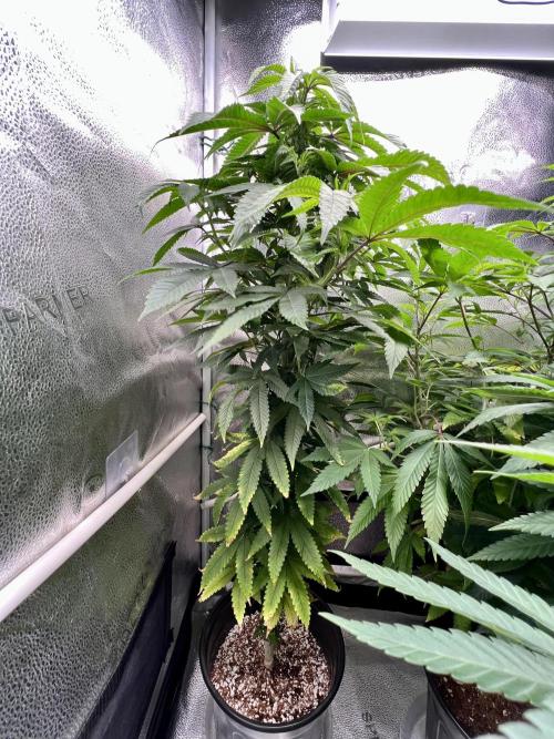 Montel tragic rise fall of Jar Jar Binks. Week 3 - Ricky‘s hash plant