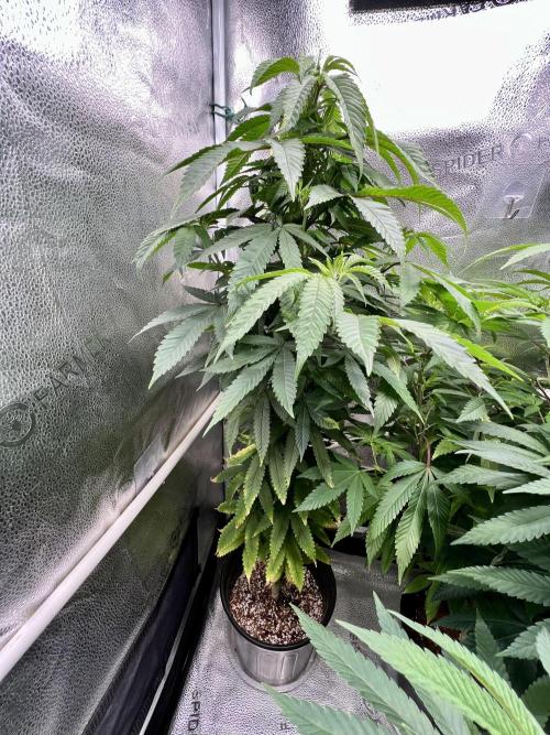 Montel tragic rise fall of Jar Jar Binks. Week 3 - Ricky‘s hash plant