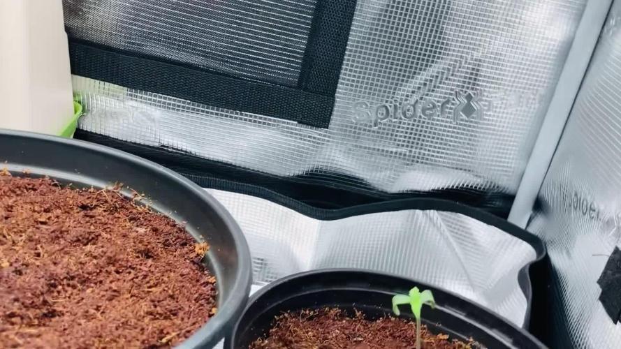 Montel tragic rise fall of Jar Jar Binks