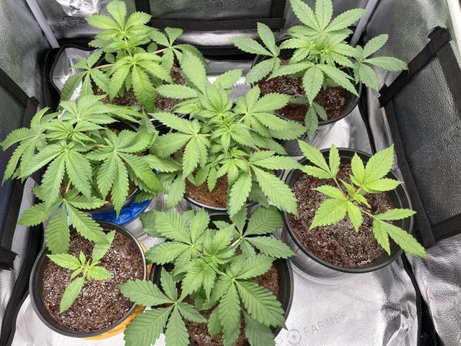 🥊🥧🍧🐐☕️🐓🔩🍌. Week 5 - 1/7/26 12am