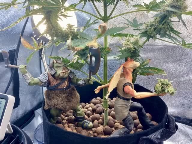 Montel tragic rise fall of Jar Jar Binks