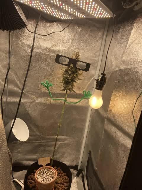 Montel tragic rise fall of Jar Jar Binks