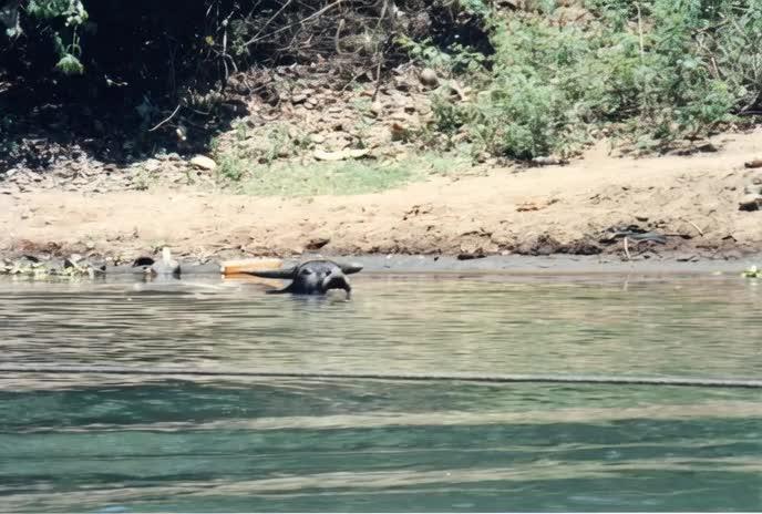 Montel tragic rise fall of Jar Jar Binks