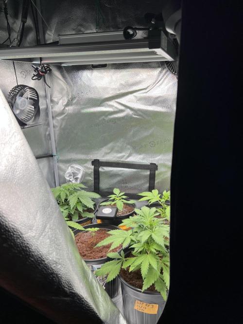 🥊🥧🍧🐐☕️🐓🔩🍌. Week 5