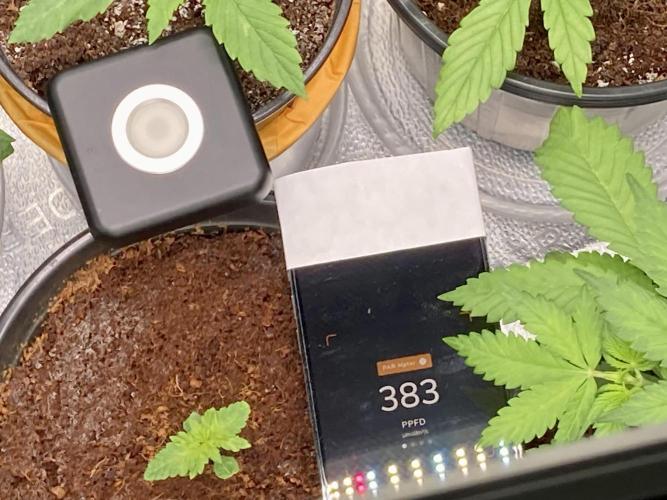 🥊🥧🍧🐐☕️🐓🔩🍌. Week 5 - App AND light meter I got online