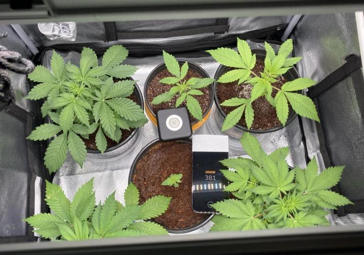 🥊🥧🍧🐐☕️🐓🔩🍌. Week 5