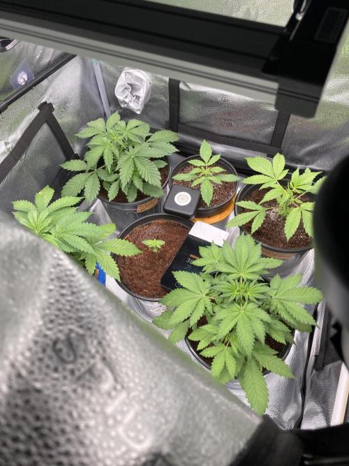 🥊🥧🍧🐐☕️🐓🔩🍌. Week 5 - 1/9 3:45AM