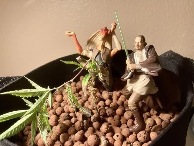 Montel tragic rise fall of Jar Jar Binks