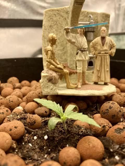 🥊🥧🍧🐐☕️🐓🔩🍌