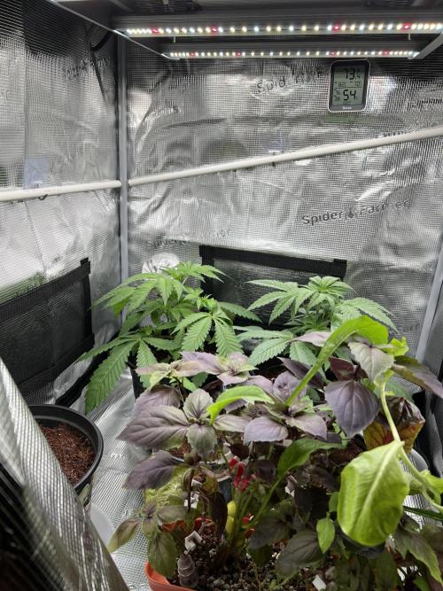 🥊🥧🍧🐐☕️🐓🔩🍌. Week 5 - 1/11, 3:14 AM