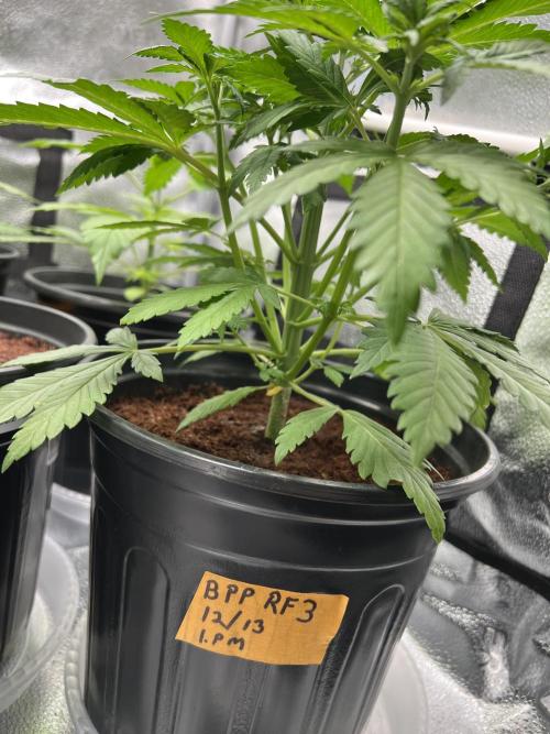 🥊🥧🍧🐐☕️🐓🔩🍌. Week 5