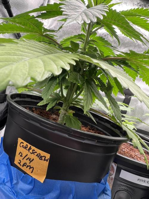 🥊🥧🍧🐐☕️🐓🔩🍌. Week 5