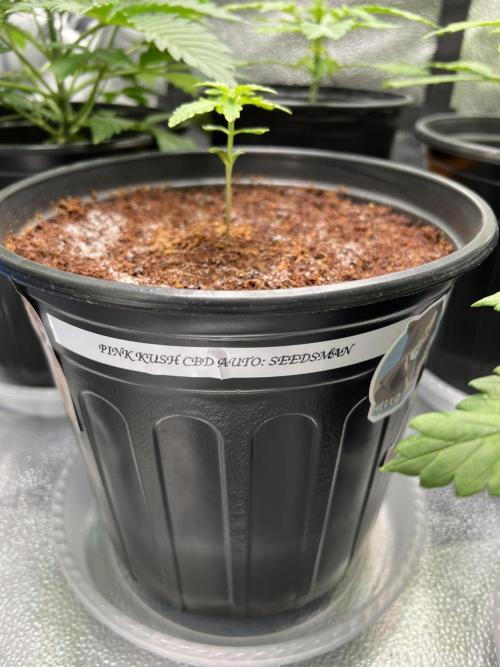 🥊🥧🍧🐐☕️🐓🔩🍌. Week 5