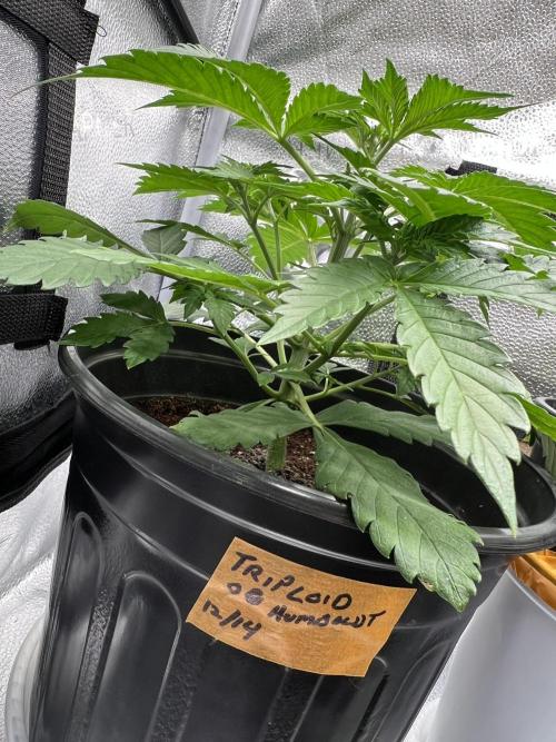 🥊🥧🍧🐐☕️🐓🔩🍌. Week 5