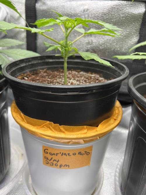 🥊🥧🍧🐐☕️🐓🔩🍌. Week 5