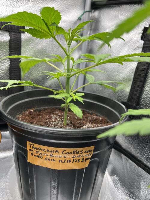 🥊🥧🍧🐐☕️🐓🔩🍌. Week 5