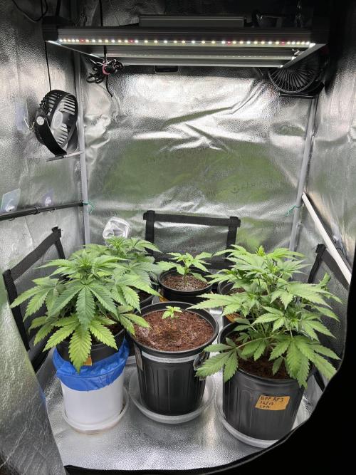 🥊🥧🍧🐐☕️🐓🔩🍌. Week 5