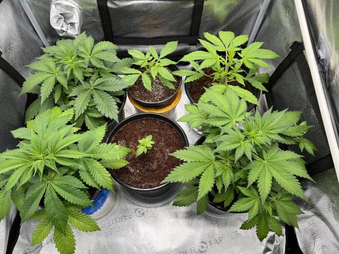 🥊🥧🍧🐐☕️🐓🔩🍌. Week 5 - 1/11, 3:14 AM