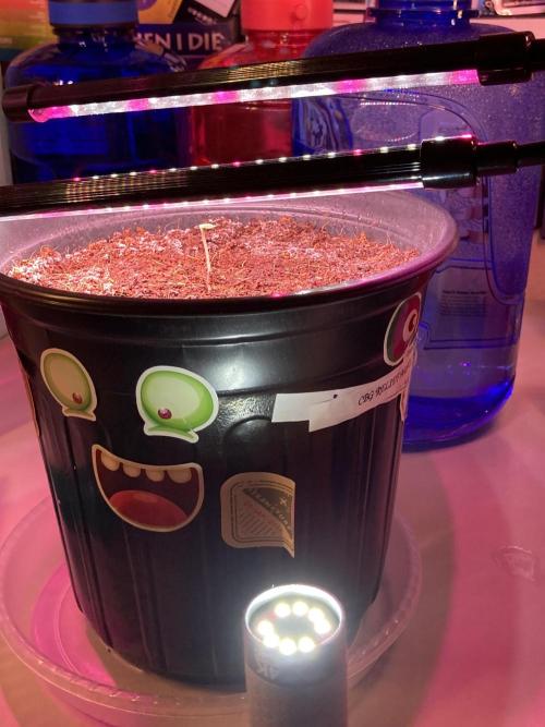 🥊🥧🍧🐐☕️🐓🔩🍌. Week 6