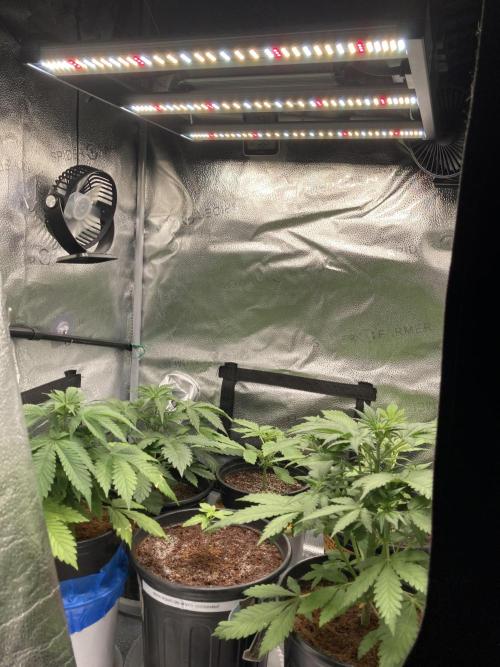 Montel tragic rise fall of Jar Jar Binks. Week 4