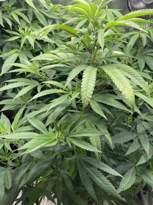 Montel tragic rise fall of Jar Jar Binks. Week 4 - 1/12 4:17AM....