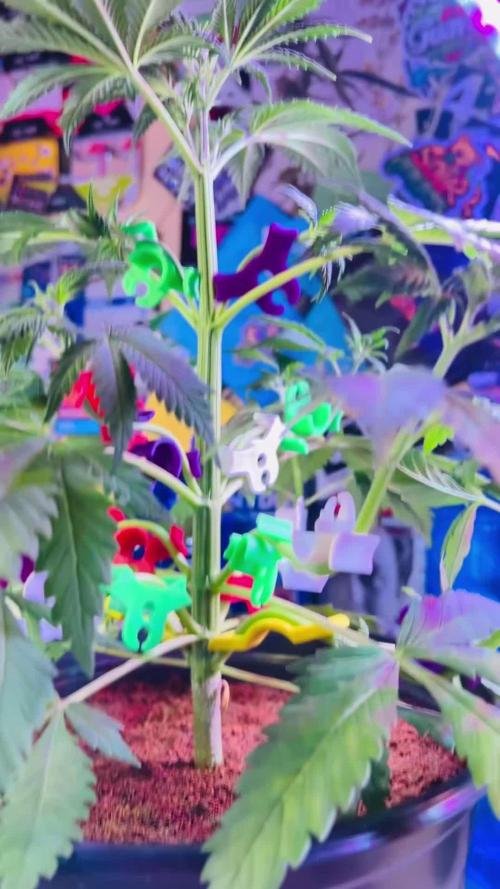 🥊🥧🍧🐐☕️🐓🔩🍌