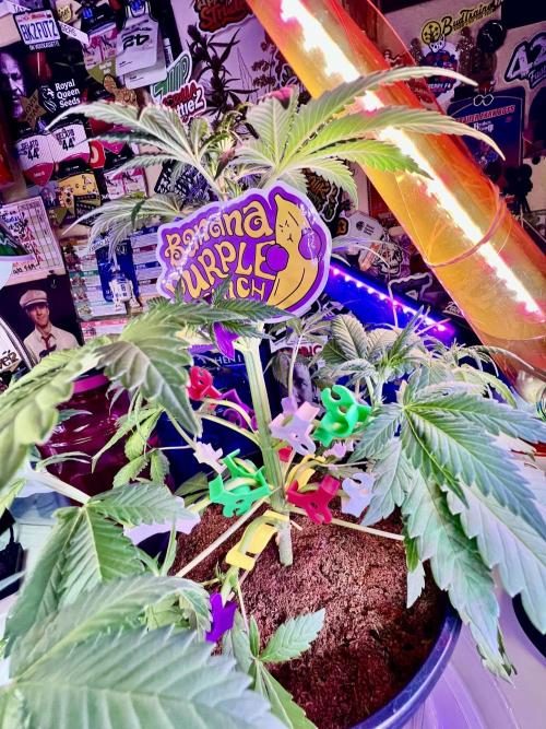 🥊🥧🍧🐐☕️🐓🔩🍌. Week 6