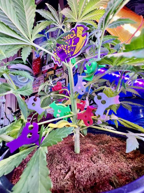 🥊🥧🍧🐐☕️🐓🔩🍌. Week 6