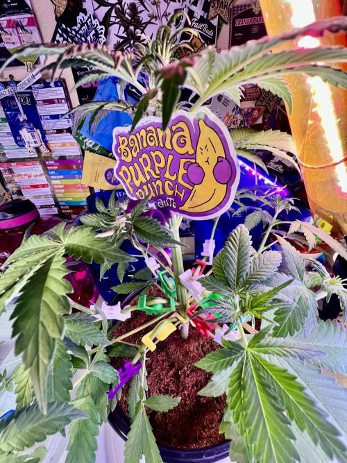 🥊🥧🍧🐐☕️🐓🔩🍌. Week 6 - 11/13, 11:15 AM