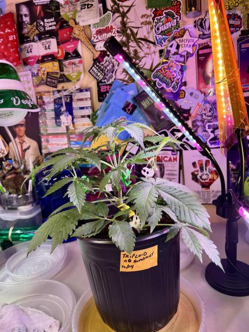 🥊🥧🍧🐐☕️🐓🔩🍌. Week 6